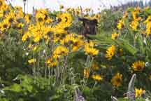 dog in flowers