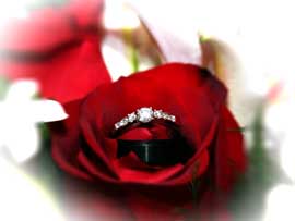 rings in rose