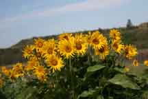 Wild Flowers